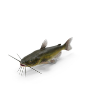 Channel Catfish Ictalurus Punctatus PNG & PSD Images