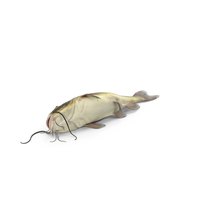 Channel Catfish Laying on Side PNG & PSD Images