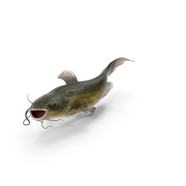 Channel Catfish Swimming Pose PNG & PSD Images