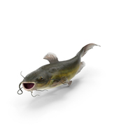 Channel Catfish Swimming Pose PNG & PSD Images