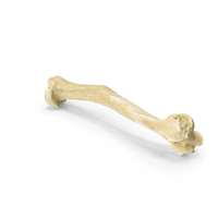 Pavian Monkey Male Humerus Bone PNG & PSD Images