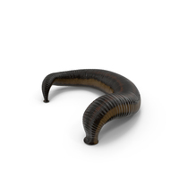 Sucking Medicinal Leech PNG & PSD Images