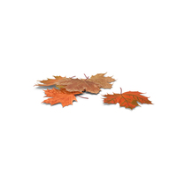 Maple Autumn Fall Leaves PNG & PSD Images