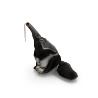 Anteater Sitting Pose Fur PNG & PSD Images