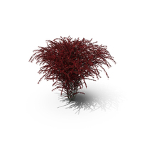 Barberry Bush Red with Fruits PNG & PSD Images