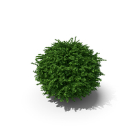 Barberry Shrub Green PNG & PSD Images