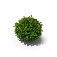 Berberis Shrub with Flowers PNG & PSD Images
