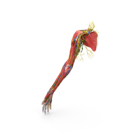 Boy Body Right Arm Anatomy Skinless PNG & PSD Images