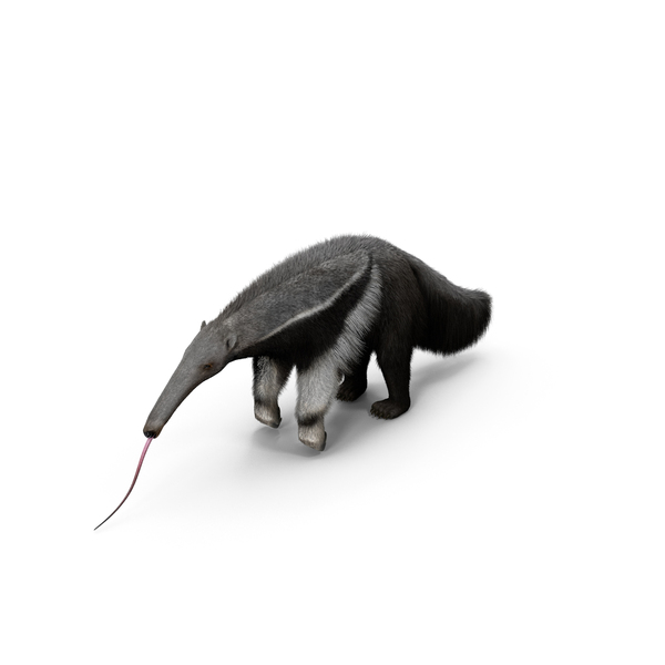 Anteater Standing Pose Fur PNG & PSD Images