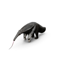 Anteater Standing Pose Fur PNG & PSD Images