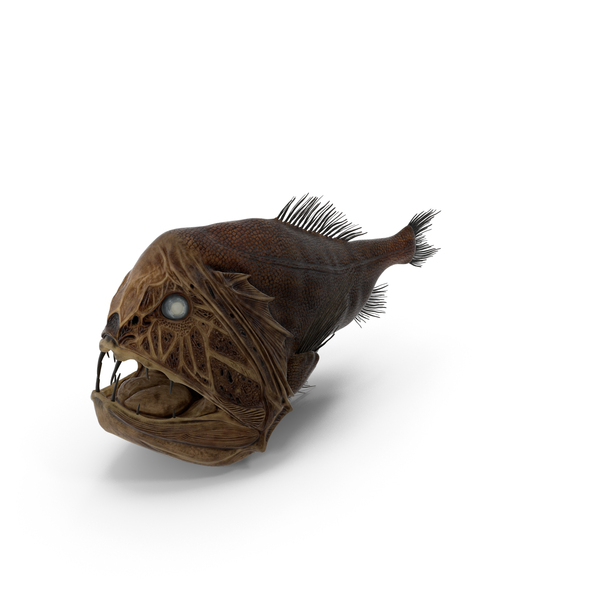 Fangtooth Fish Anoplogaster Cornuta PNG & PSD Images
