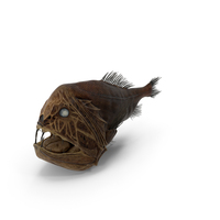 Fangtooth Fish Anoplogaster Cornuta PNG & PSD Images