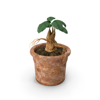 Mandragora Flower Pot PNG & PSD Images