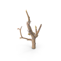 Twig PNG & PSD Images