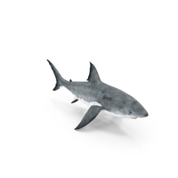 Great White Shark Fish PNG & PSD Images