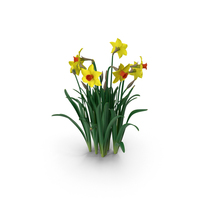 Growing Yellow Daffodils PNG & PSD Images