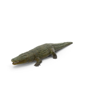 Crocodile (Crocodylus Niloticus) PNG & PSD Images