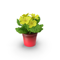 Potted Primrose Common Yellow PNG & PSD Images