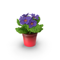 Primula Vulgaris in Pot Purple PNG & PSD Images