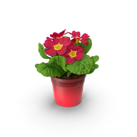 Red Potted Primrose PNG & PSD Images