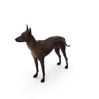 Xoloitzcuintli Rare Breed Mexican Dog PNG & PSD Images