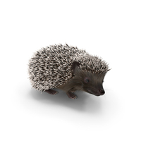 Black Hedgehog Standing PNG & PSD Images