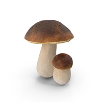 Boletus Edulis PNG & PSD Images