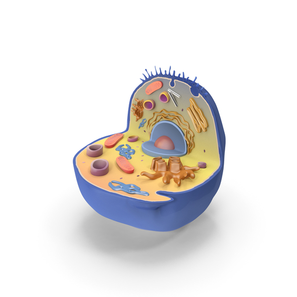 Cell PNG & PSD Images