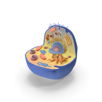 Cell PNG & PSD Images