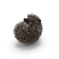Sleeping Black Hedgehog Fur PNG & PSD Images