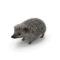 White Hedgehog Fur PNG & PSD Images
