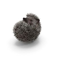 White Sleeping Hedgehog Fur PNG & PSD Images