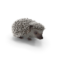 White Standing Hedgehog Fur PNG & PSD Images