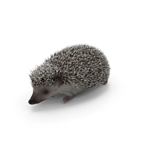 White Walk Hedgehog Fur PNG & PSD Images