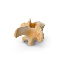 Kangaroo Red Necked Wallaby Thoracic Vertebrae TH10 PNG & PSD Images