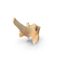 Kangaroo Red Necked Wallaby Thoracic Vertebrae TH6 PNG & PSD Images