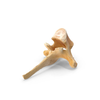 Kangaroo Red Necked Wallaby Thoracic Vertebrae TH4 PNG & PSD Images