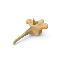 Kangaroo Red Necked Wallaby Thoracic Vertebrae TH2 PNG & PSD Images