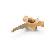 Kangaroo Red Necked Wallaby Thoracic Vertebrae TH1 PNG & PSD Images