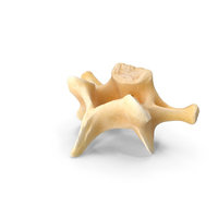 Kangaroo Red Necked Wallaby Cervical Vertebrae C7 PNG & PSD Images