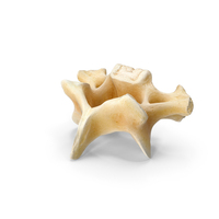 Kangaroo Red Necked Wallaby Cervical Vertebrae C6 PNG & PSD Images