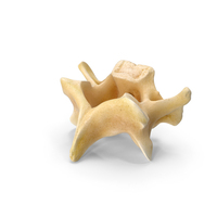 Kangaroo Red Necked Wallaby Cervical Vertebrae C5 PNG & PSD Images