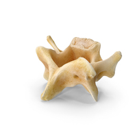 Kangaroo Red Necked Wallaby Cervical Vertebrae C4 PNG & PSD Images