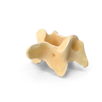 Kangaroo Red Necked Wallaby Cervical Vertebrae C3 PNG & PSD Images