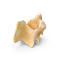 Kangaroo Red Necked Wallaby Cervical Vertebrae C2 Axis PNG & PSD Images