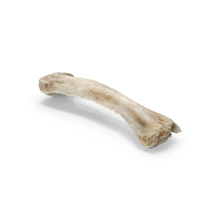 Domestic Dog Hyoid Apparatus Epihyoid Bone PNG & PSD Images