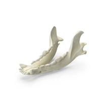 Domestic Dog Jaw PNG & PSD Images