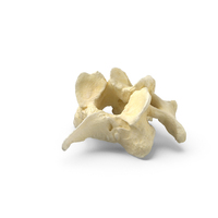 Pavian Monkey Male Cervical Vertebrae C3 PNG & PSD Images