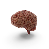 Brain PNG & PSD Images