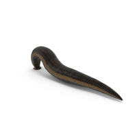European Medicinal Leech Crawling PNG & PSD Images
